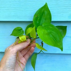 🌿2/$30 Philodendron Neon Plant